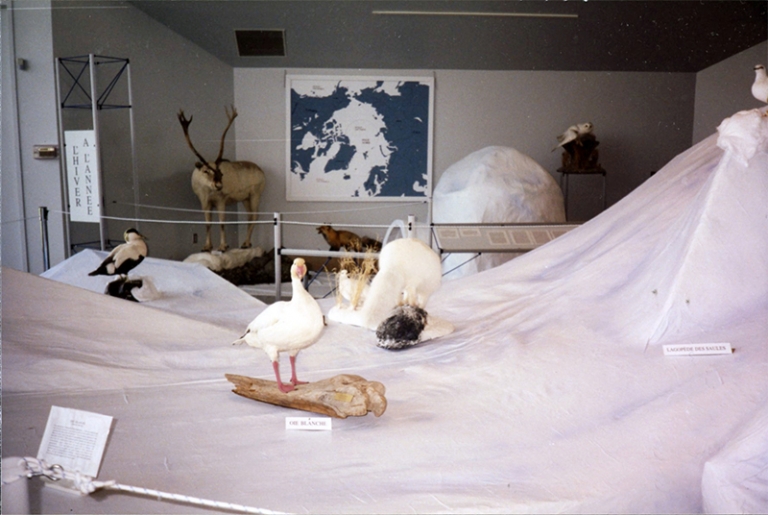 Collection de peaux d’animaux nordiques utilisées dans la présentation animée par Laurent Cloutier du ministère du Loisir, de la Chasse et de la Pêche, Quinzaines des sciences, 1992.