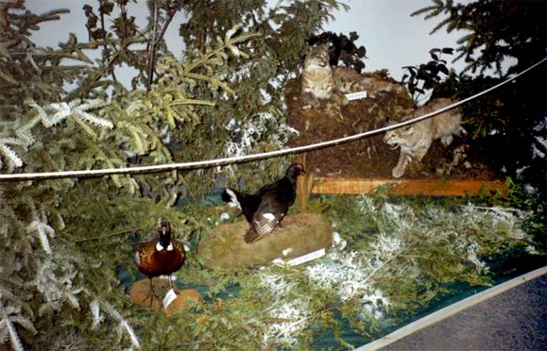 Lynx, faisan et tétras naturalisés, exposition temporaire Les animaux des pays de l’hiver, 1992.