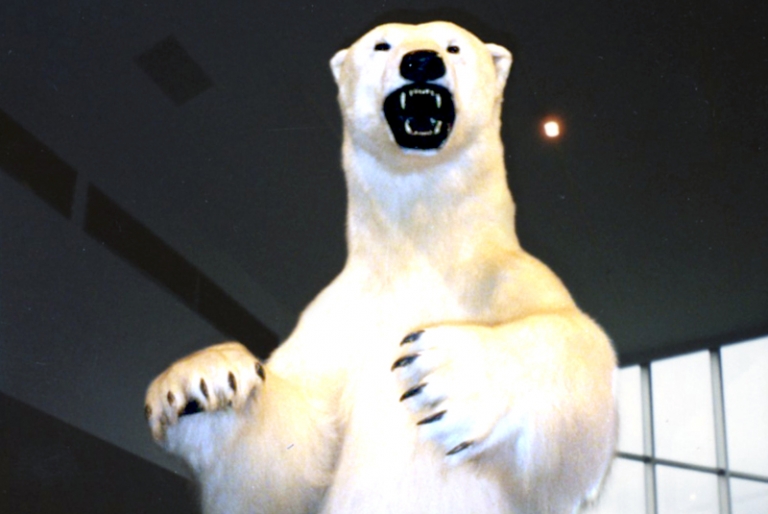 Ours polaire naturalisé, exposition temporaire « Les animaux des pays de l’hiver », 1992.